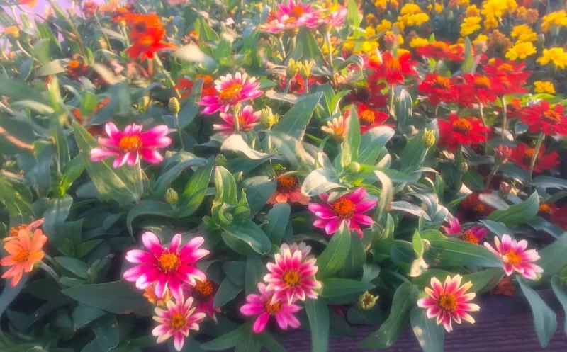 海ほたるパーキングエリアの中にあるお花